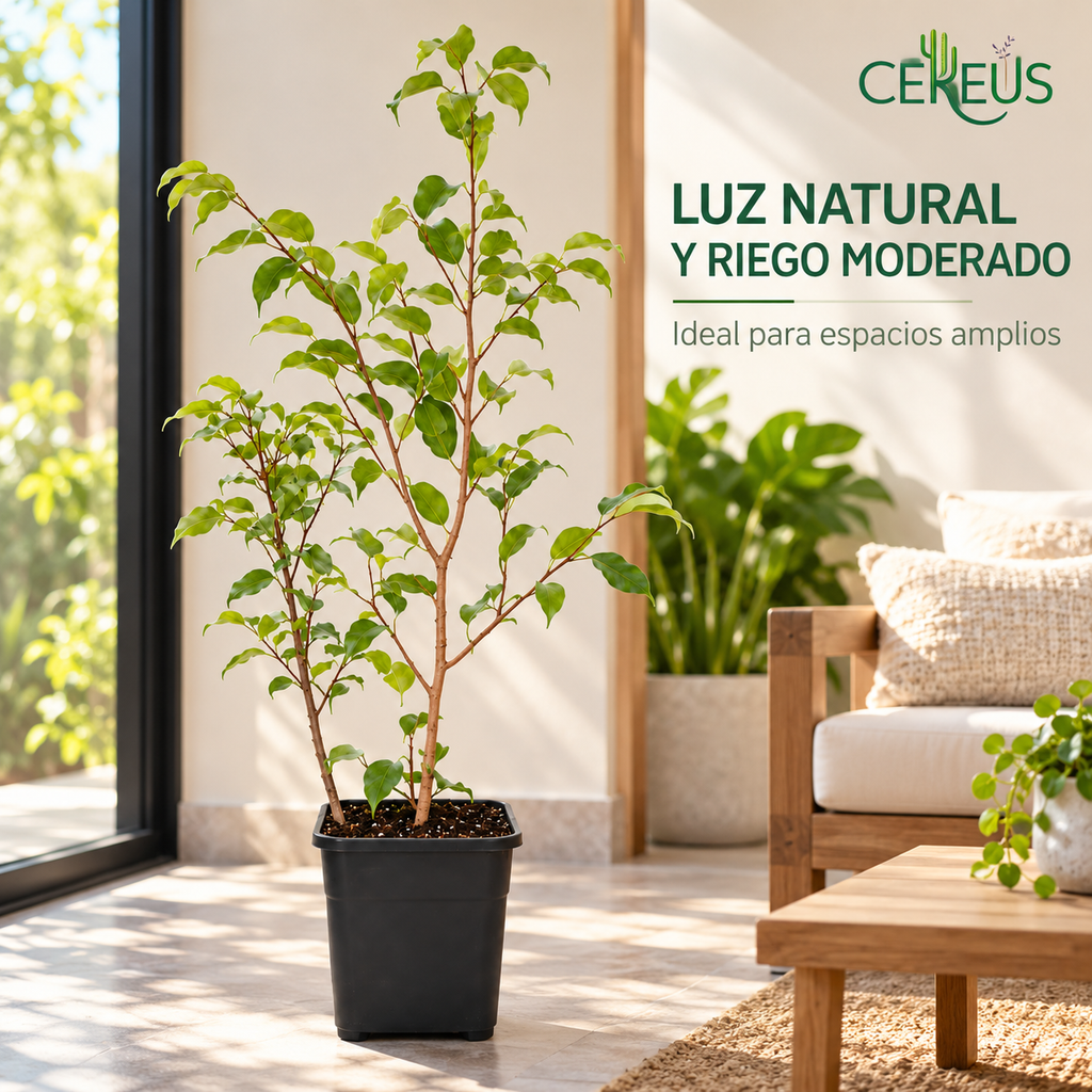 Ficus Benjamina Verde claro con Macetero 110 a 130 cm