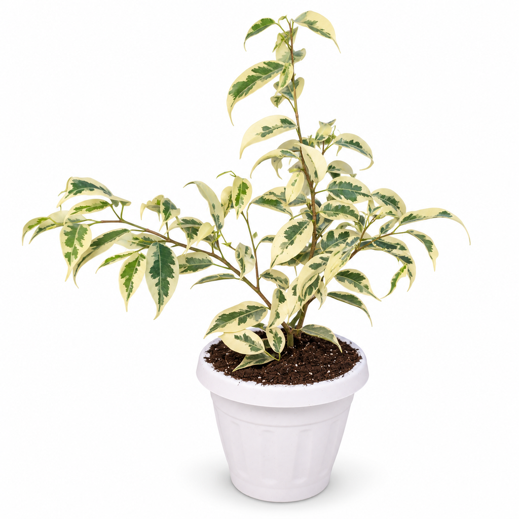 Ficus Hawaii con Macetero 35 a 45 cm