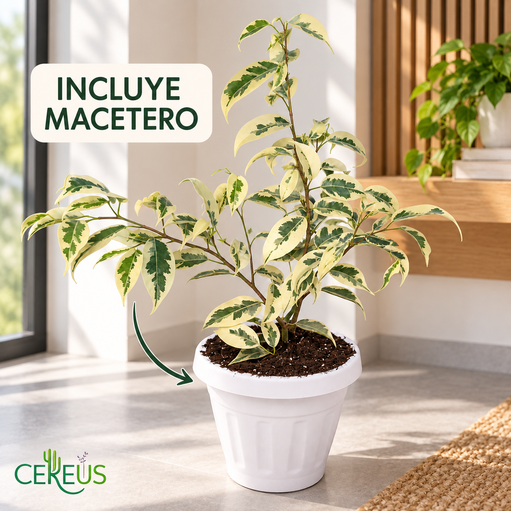 Ficus Hawaii con Macetero 35 a 45 cm