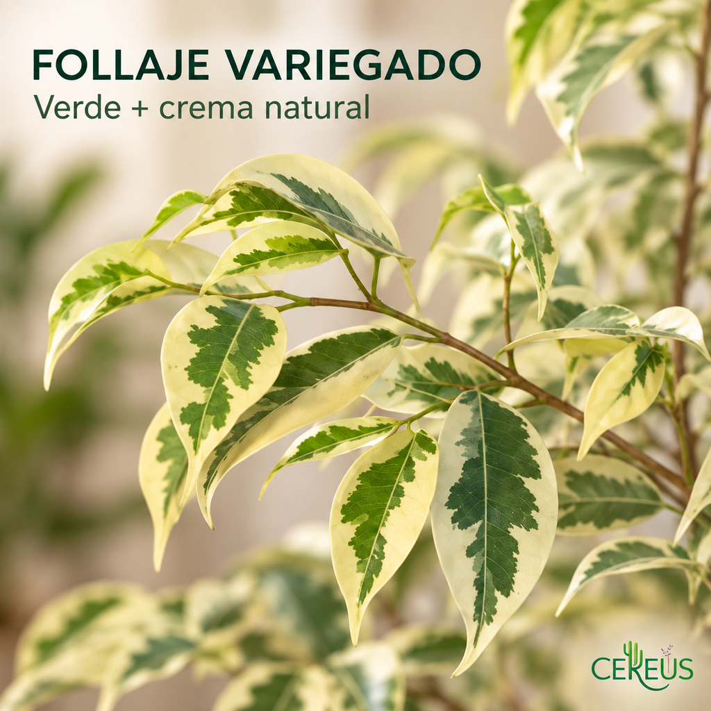 Ficus Hawaii con Macetero 35 a 45 cm