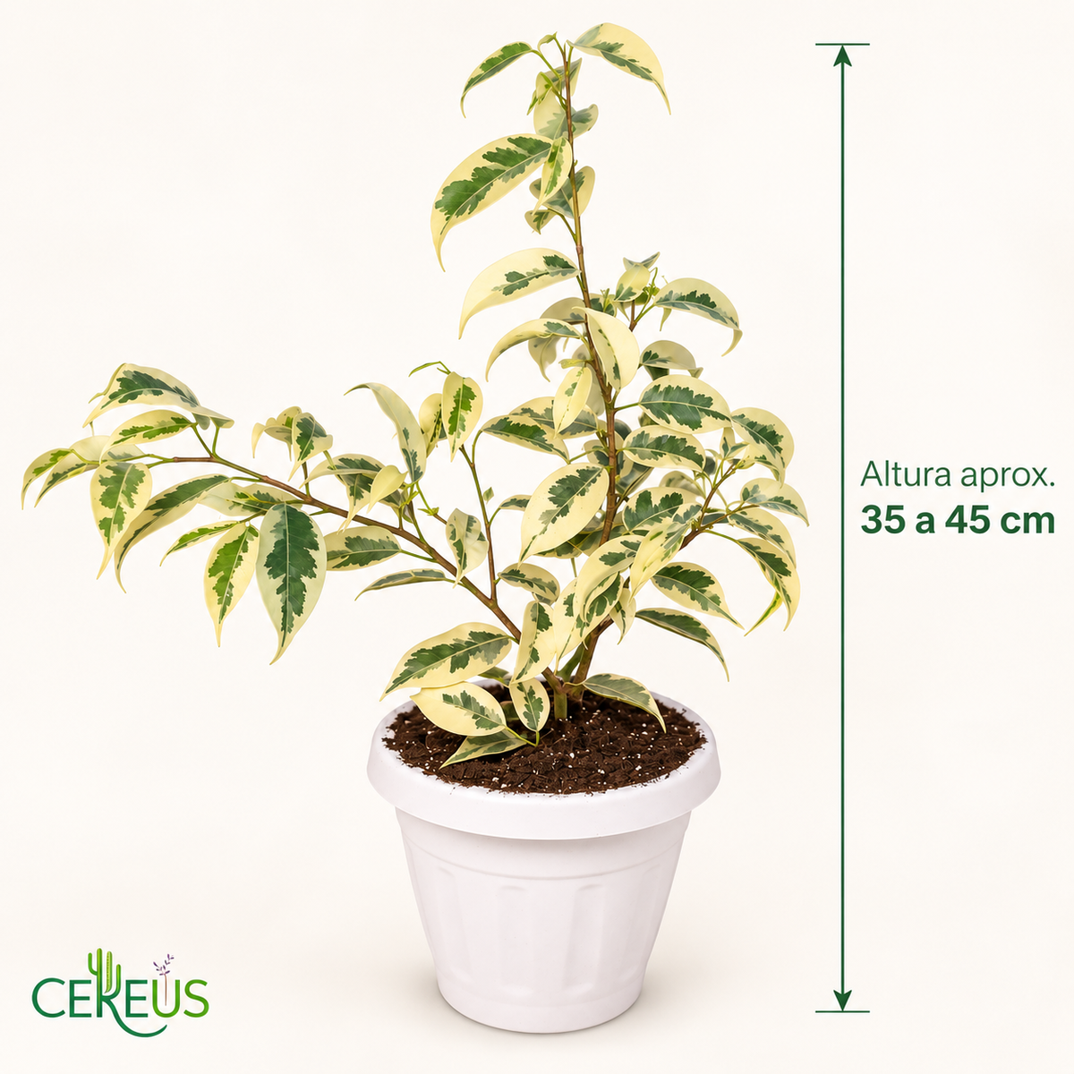 Ficus Hawaii con Macetero 35 a 45 cm