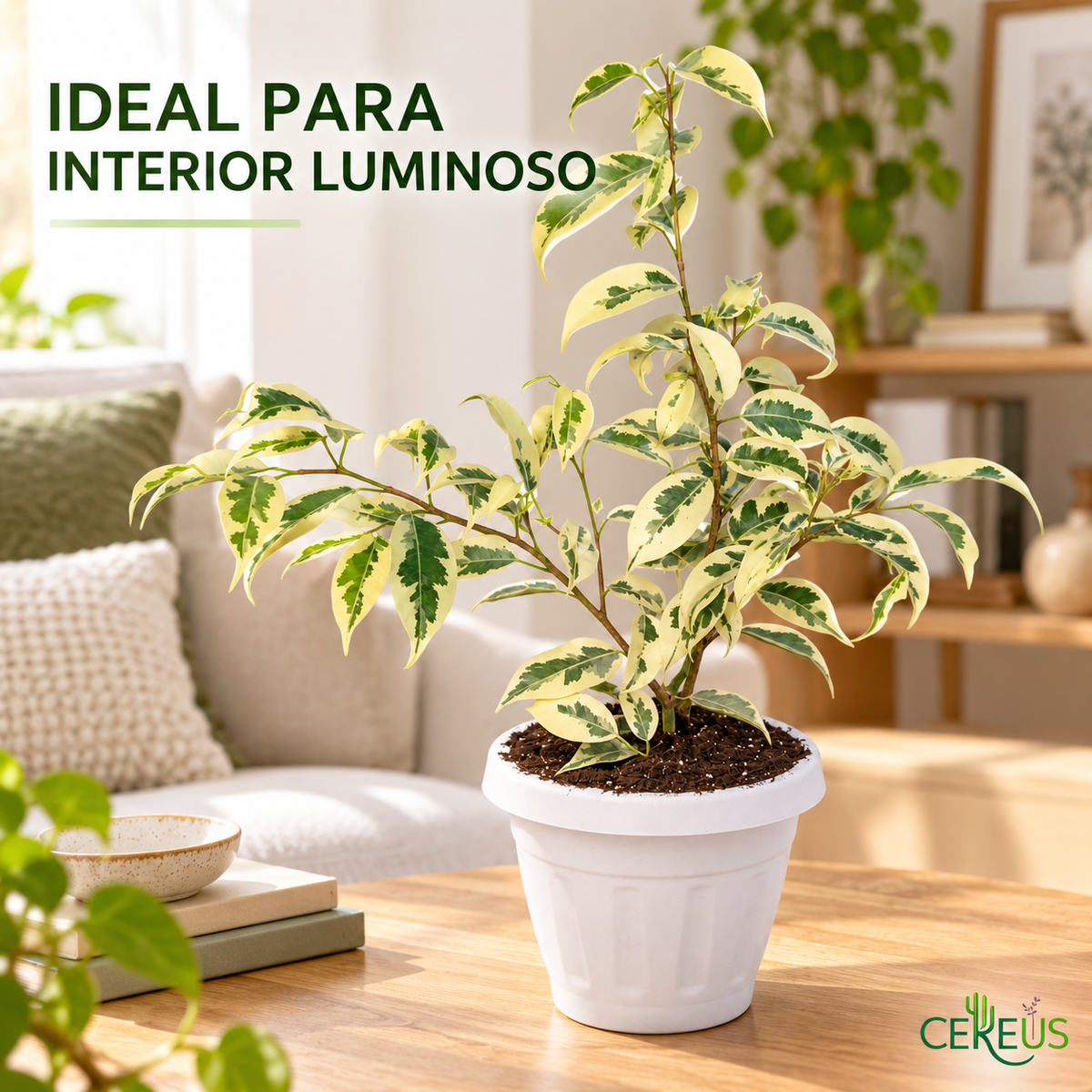 Ficus Hawaii con Macetero 35 a 45 cm