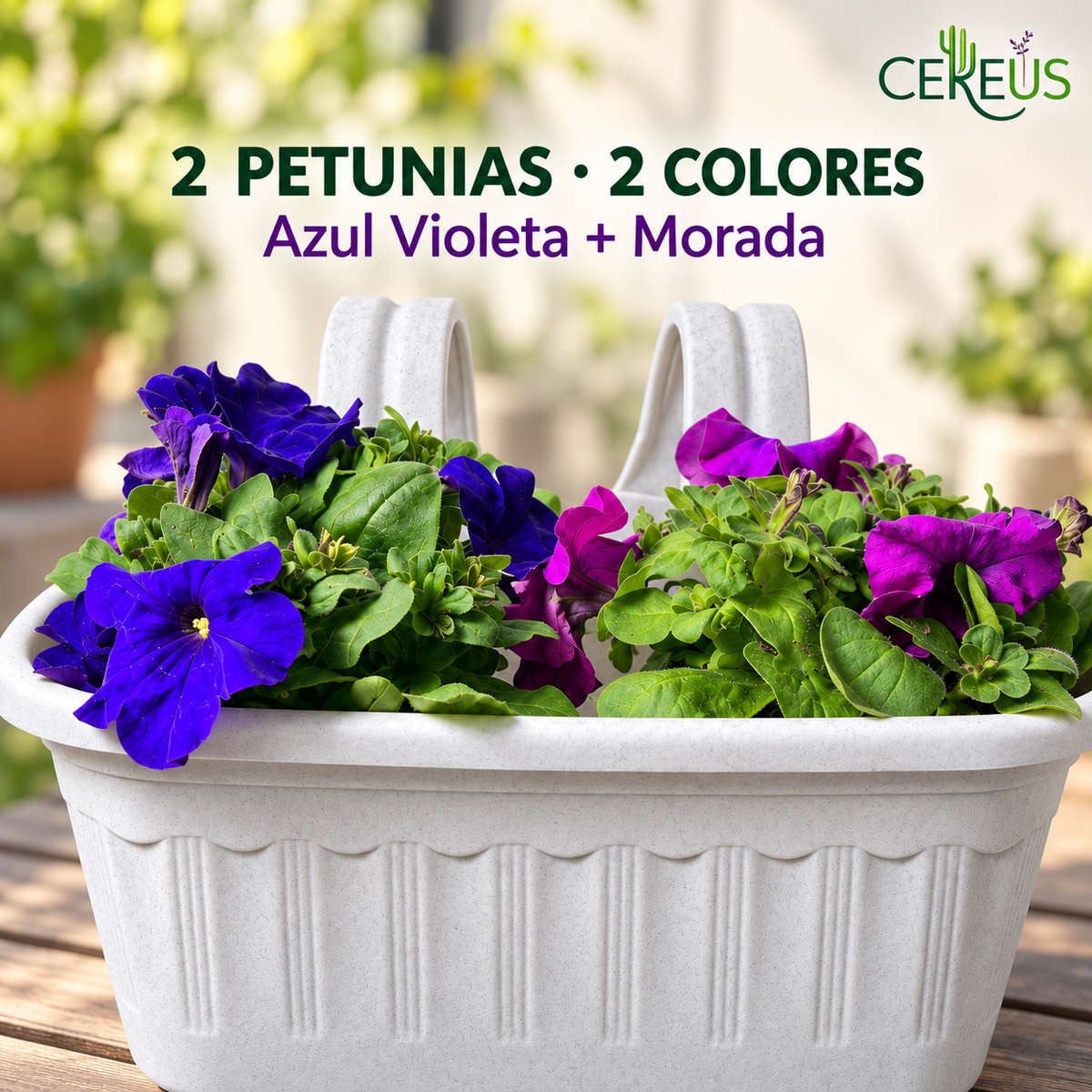 Jardinera con 2 Petunias Azul Violeta y Morada