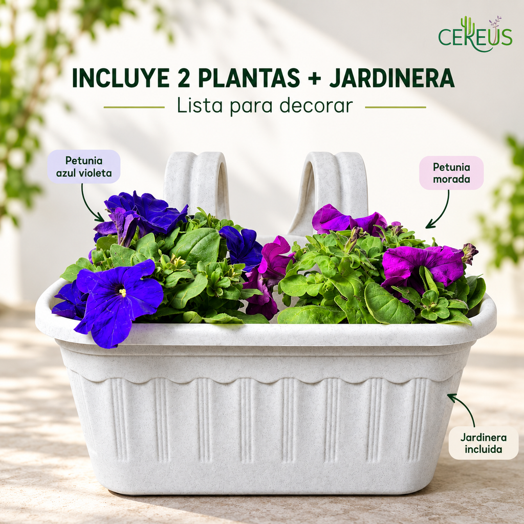 Jardinera con 2 Petunias Azul Violeta y Morada
