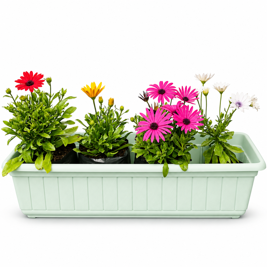 Jardinera con 4 Margaritas del Cabo 60 cm