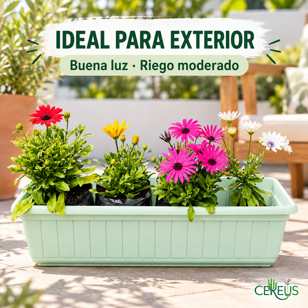 Jardinera con 4 Margaritas del Cabo 60 cm