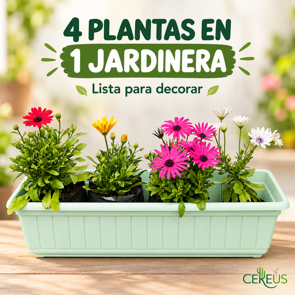Jardinera con 4 Margaritas del Cabo 60 cm