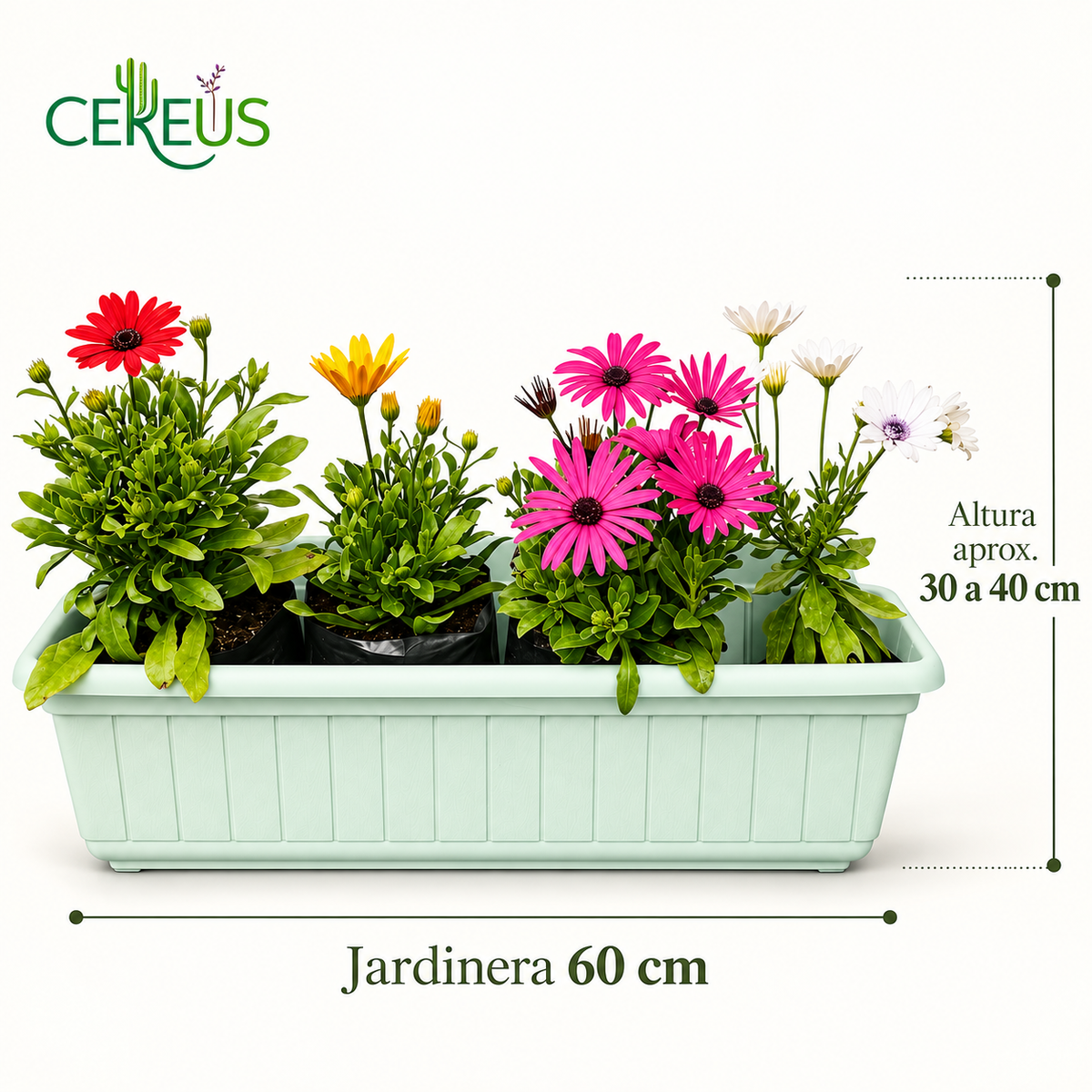 Jardinera con 4 Margaritas del Cabo 60 cm