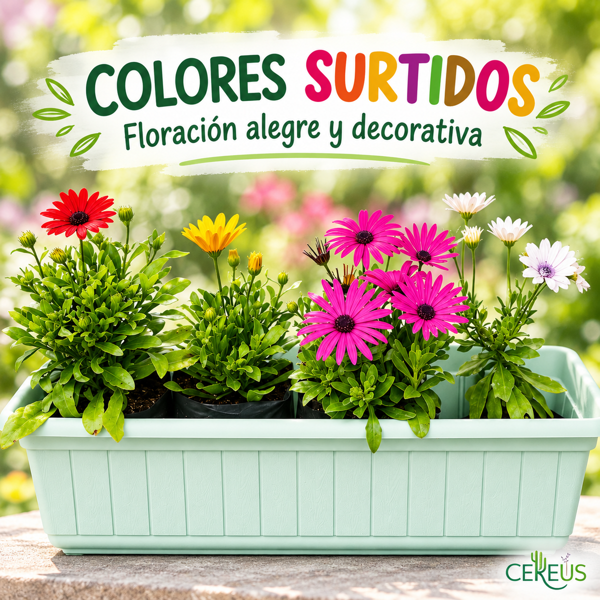 Jardinera con 4 Margaritas del Cabo 60 cm