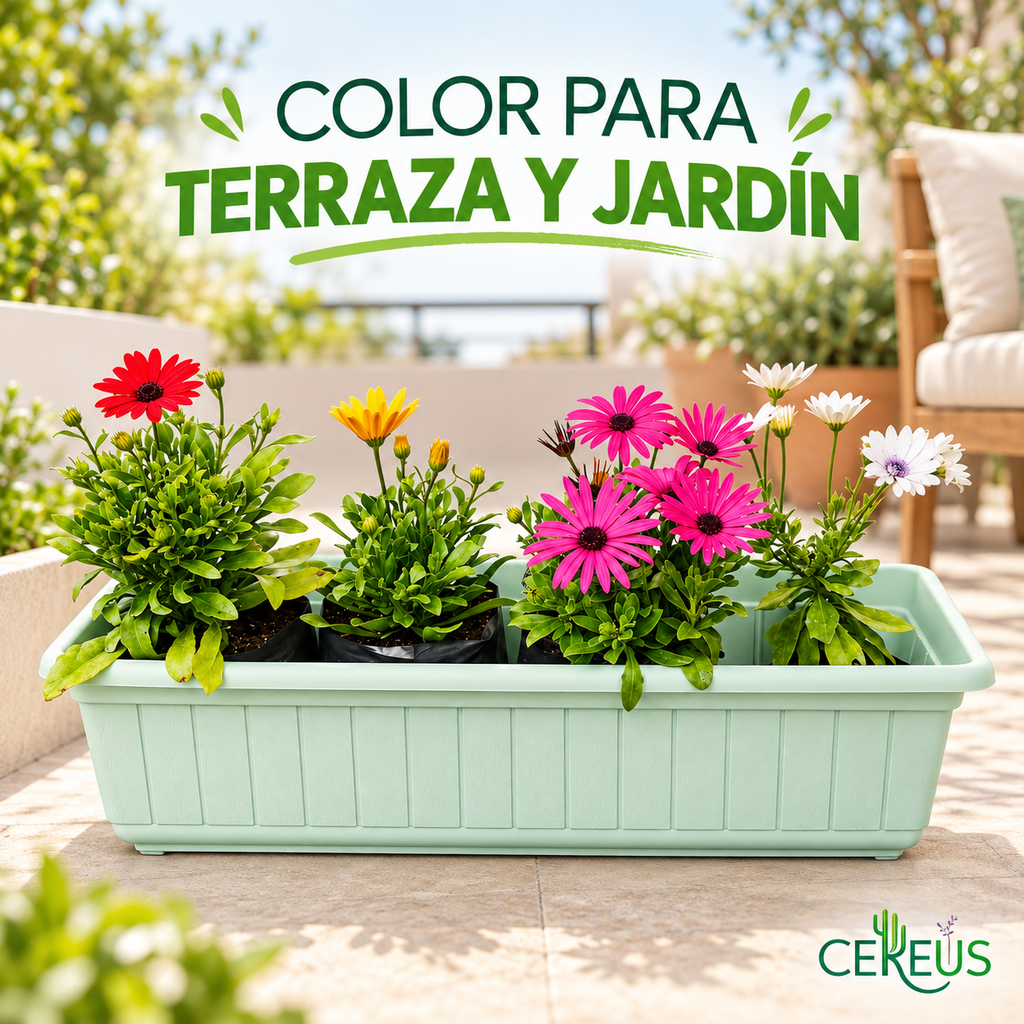 Jardinera con 4 Margaritas del Cabo 60 cm