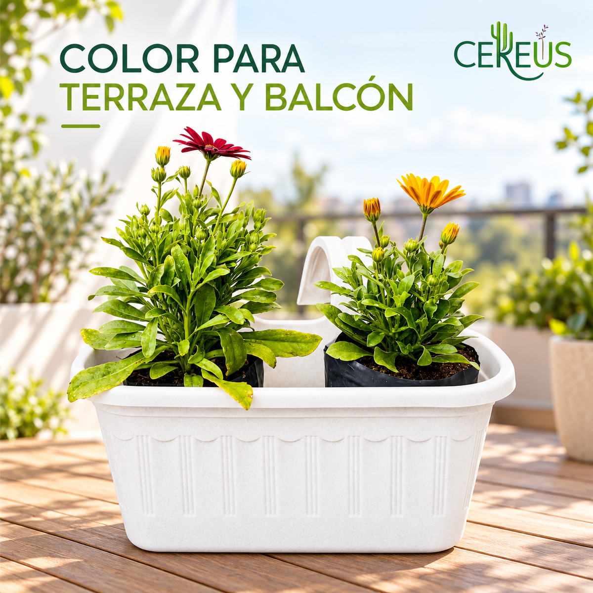 Jardinera con 2 Margaritas del Cabo con Macetero