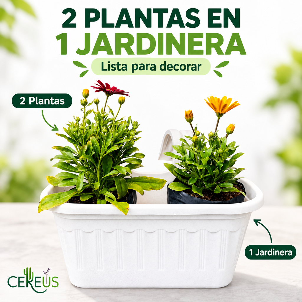 Jardinera con 2 Margaritas del Cabo con Macetero