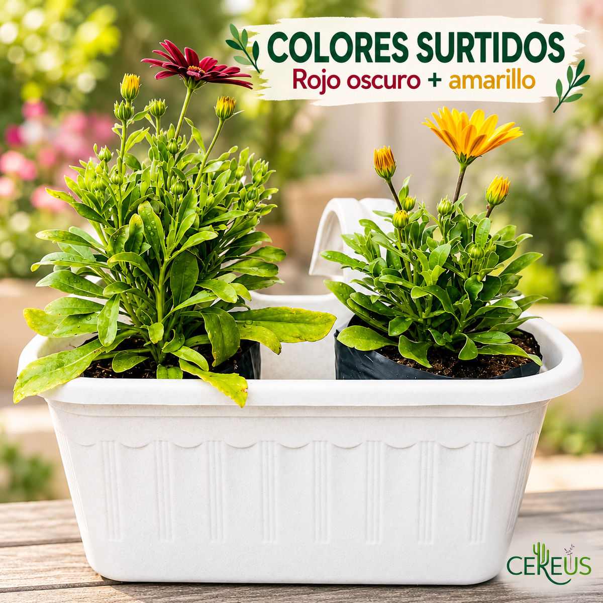 Jardinera con 2 Margaritas del Cabo con Macetero