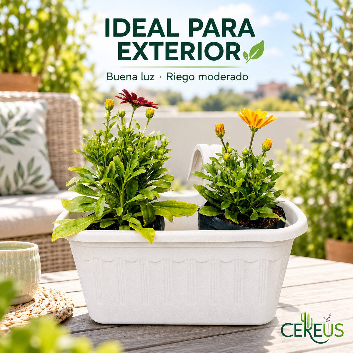 Jardinera con 2 Margaritas del Cabo con Macetero