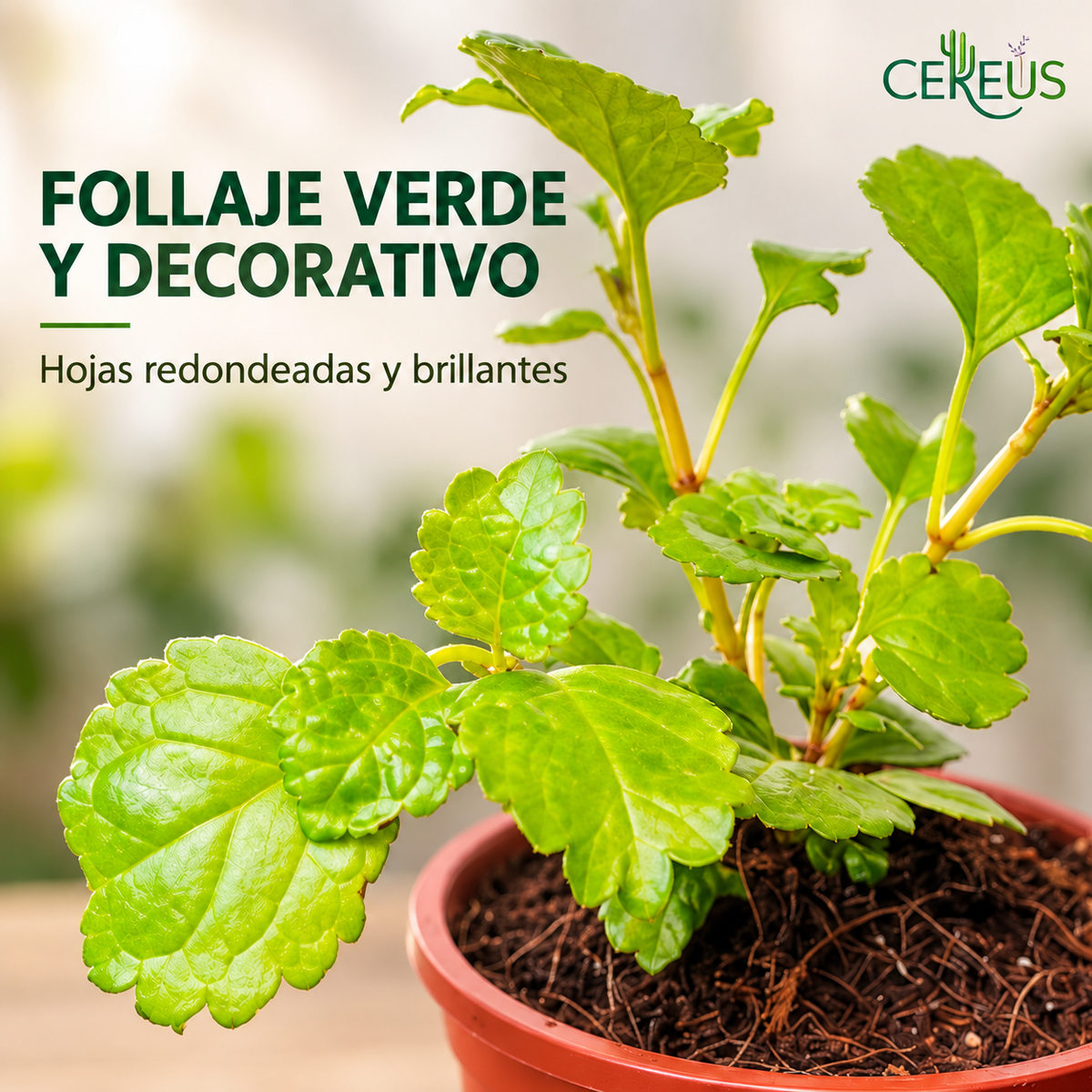 Dólar Verde Planta del Dinero con Macetero 20 a 30 cm