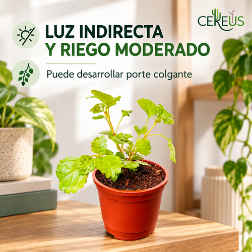 Dólar Verde Planta del Dinero con Macetero 20 a 30 cm