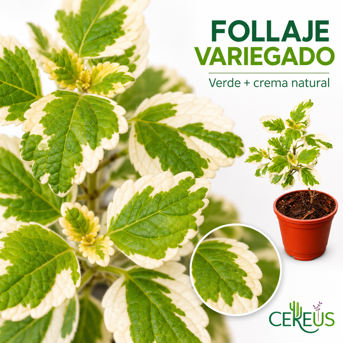 Dólar Incienso Variegado con Macetero 20 a 30 cm