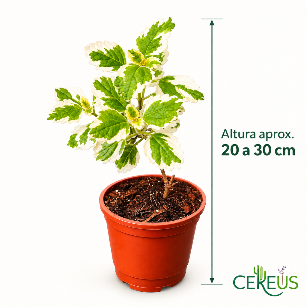 Dólar Incienso Variegado con Macetero 20 a 30 cm