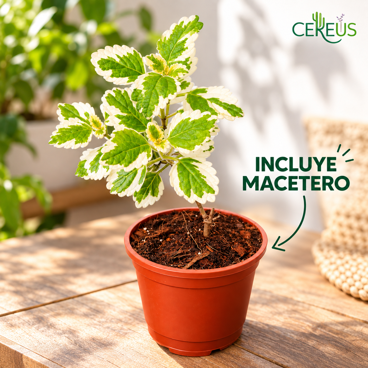 Dólar Incienso Variegado con Macetero 20 a 30 cm