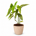 Begonia Maculata Planta Lunares con Macetero 40 a 50 cm
