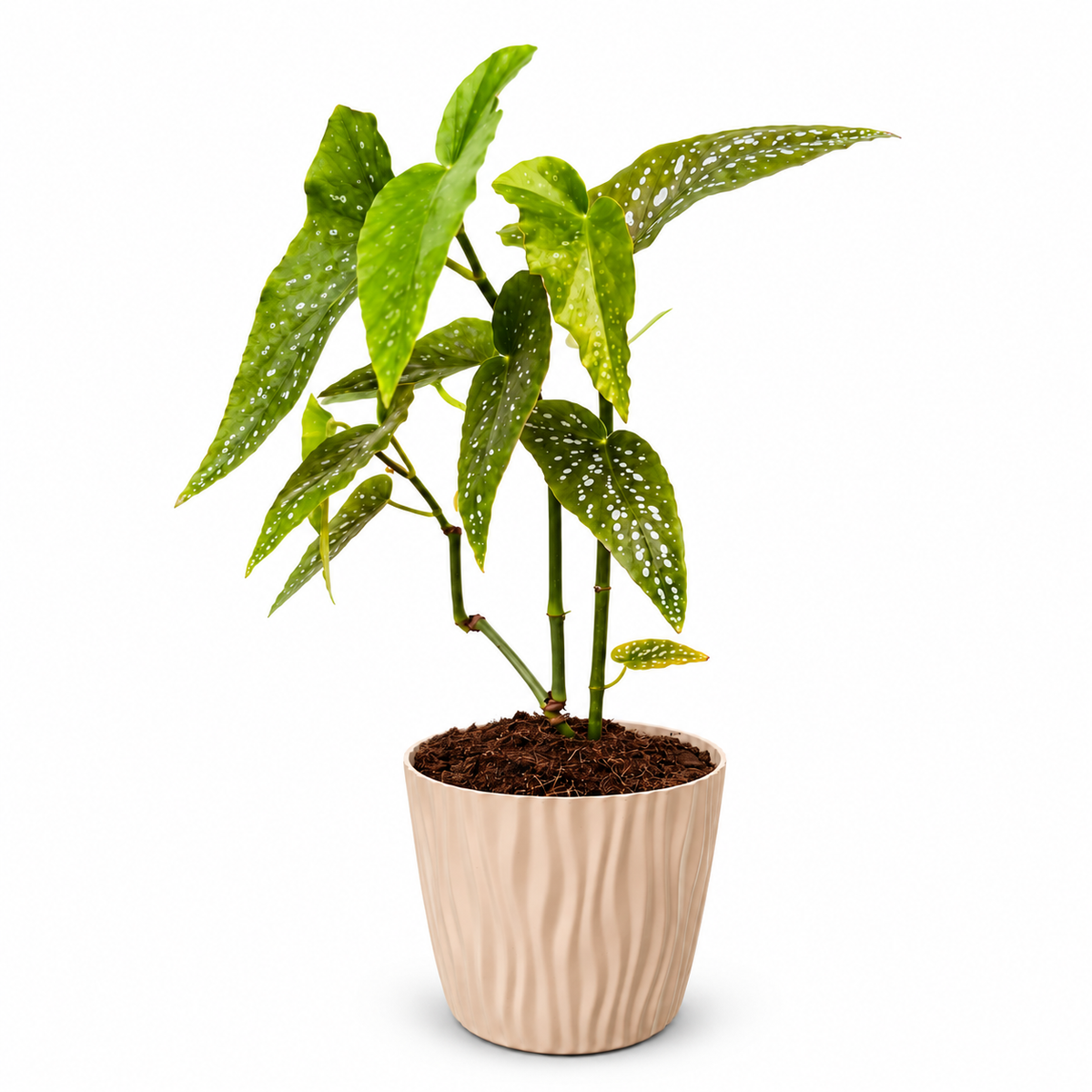Begonia Maculata Planta Lunares con Macetero 40 a 50 cm
