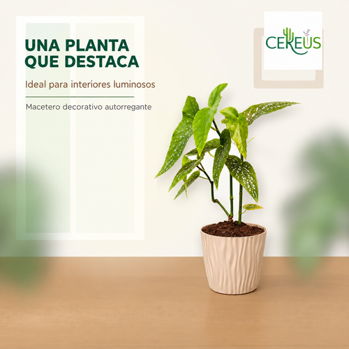 Begonia Maculata Planta Lunares con Macetero 40 a 50 cm