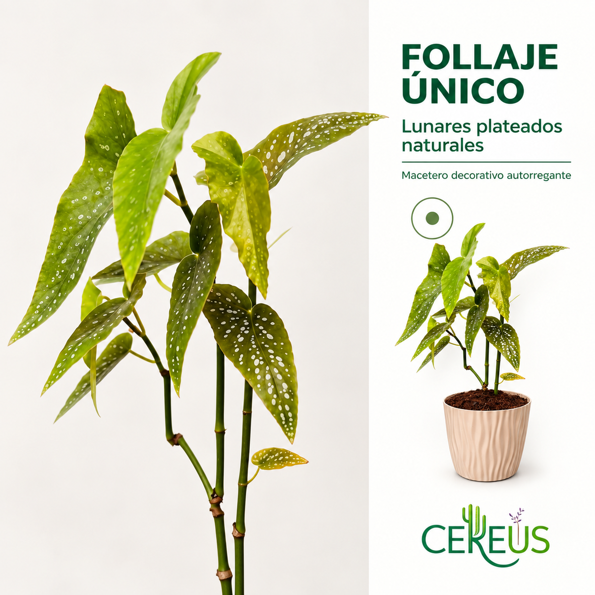 Begonia Maculata Planta Lunares con Macetero 40 a 50 cm