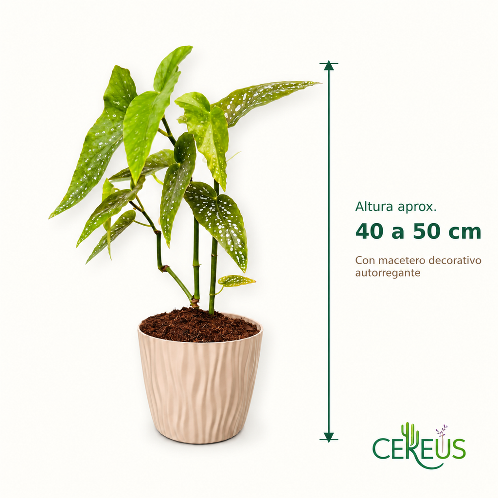 Begonia Maculata Planta Lunares con Macetero 40 a 50 cm