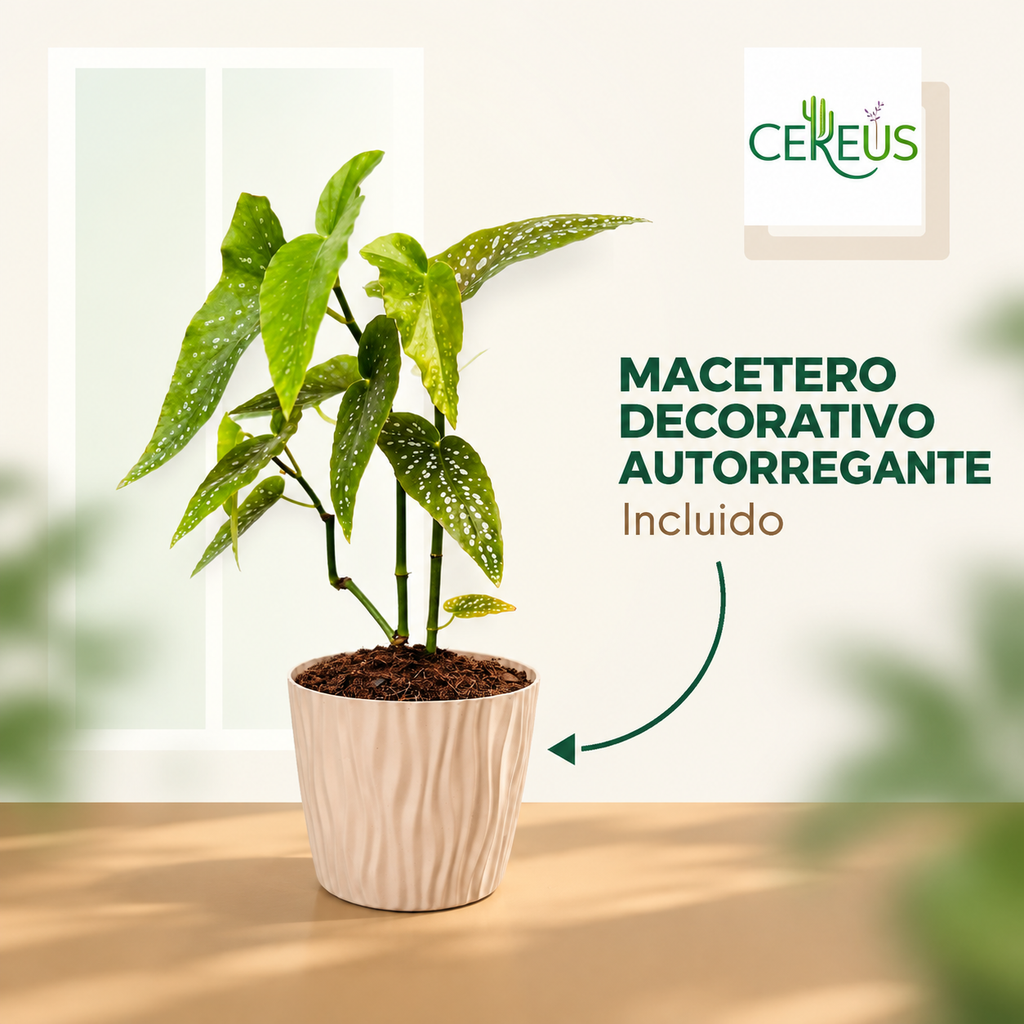 Begonia Maculata Planta Lunares con Macetero 40 a 50 cm