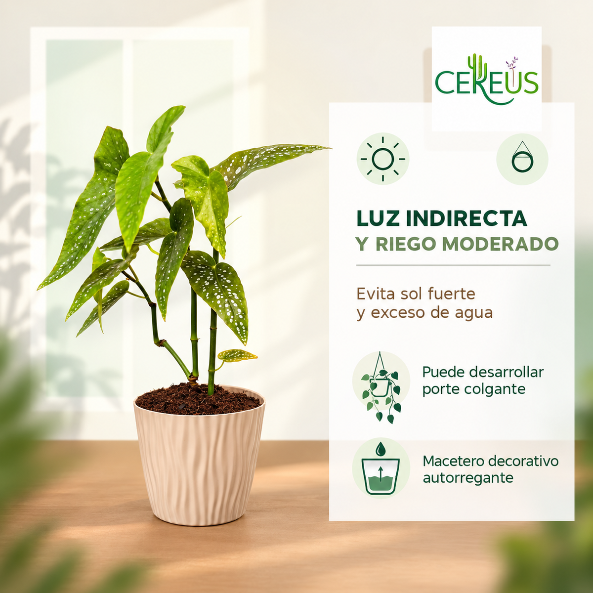 Begonia Maculata Planta Lunares con Macetero 40 a 50 cm