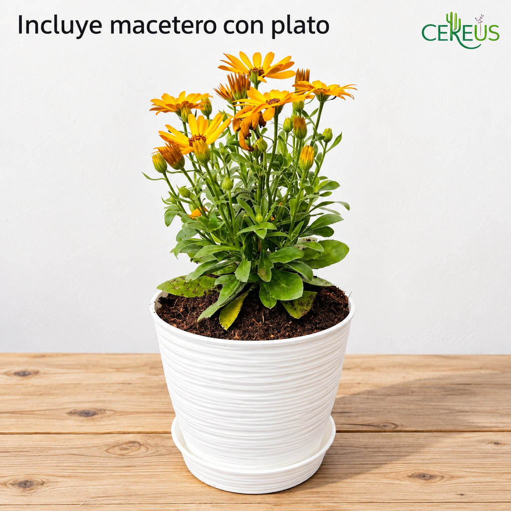 Margarita africana con macetero decorativo y plato