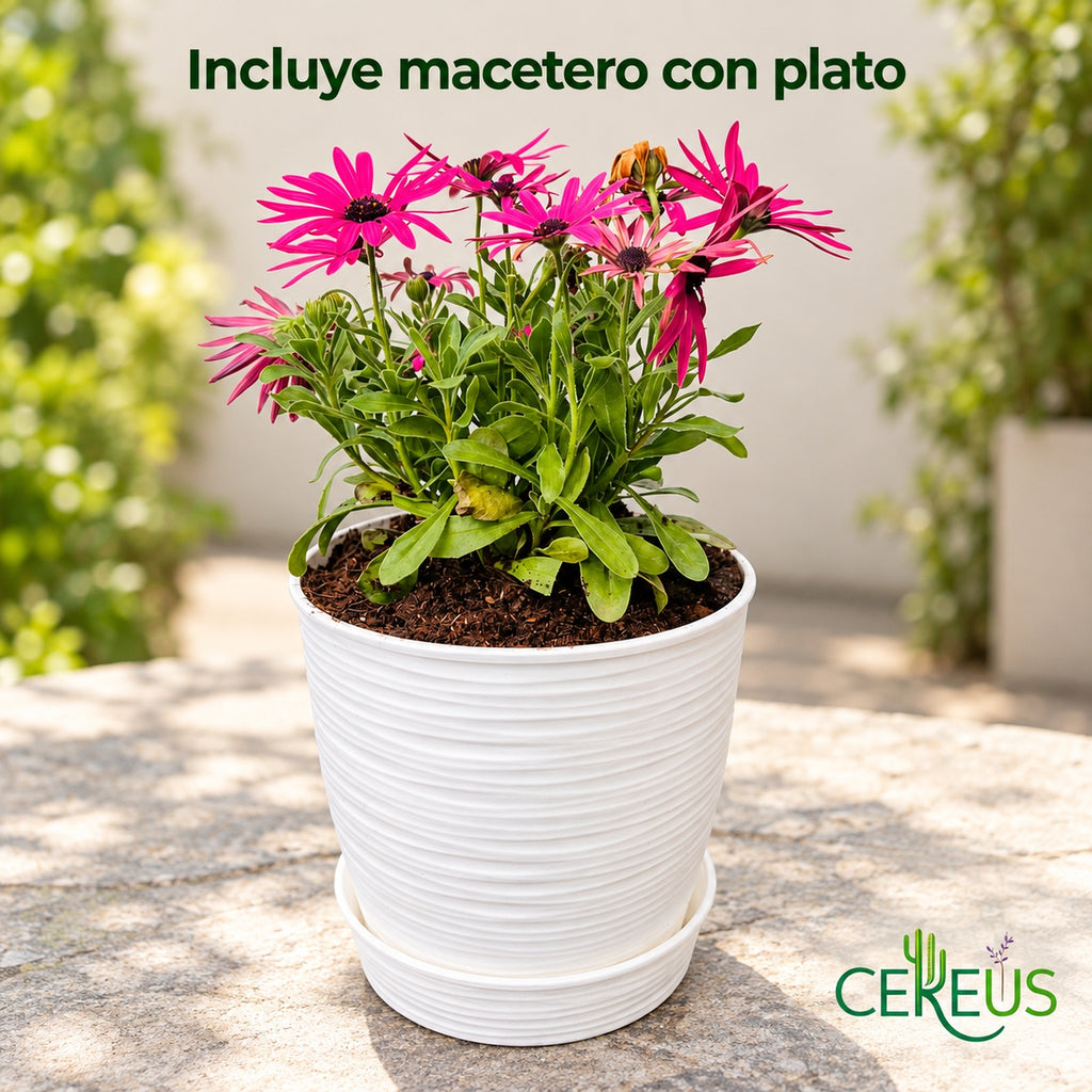 Margarita africana con macetero decorativo y plato