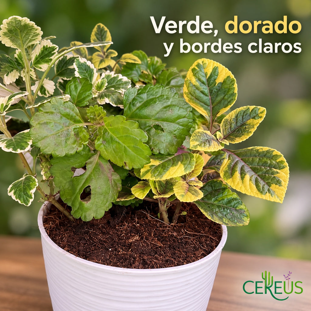 Mix de dólar incienso, dorado y verde con macetero y plato