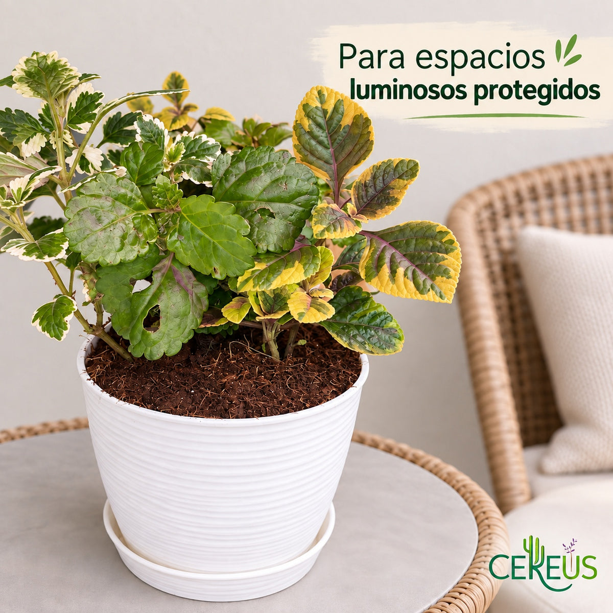 Mix de dólar incienso, dorado y verde con macetero y plato