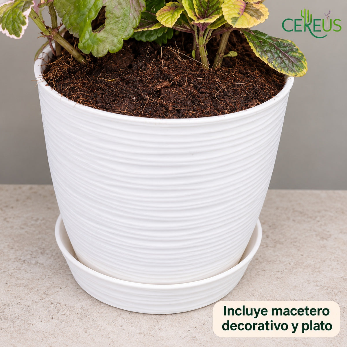 Mix de dólar incienso, dorado y verde con macetero y plato