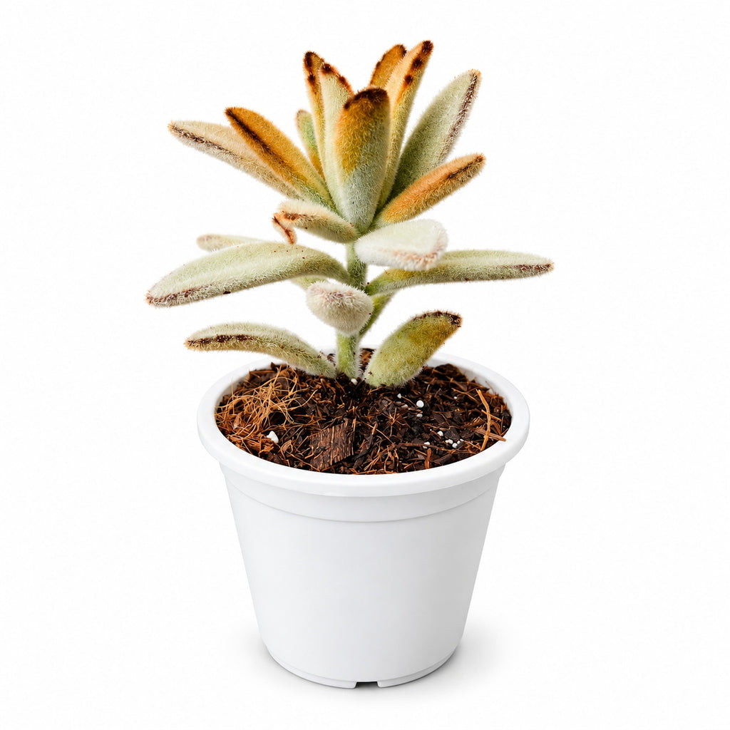 Oreja de gato Kalanchoe tomentosa con macetero blanco