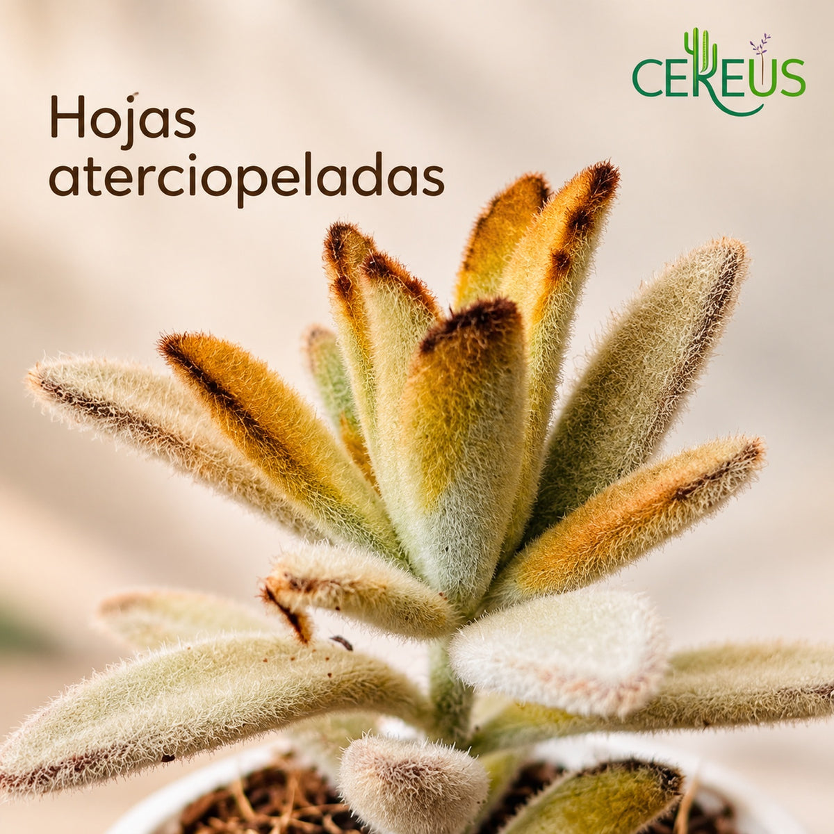Oreja de gato Kalanchoe tomentosa con macetero blanco
