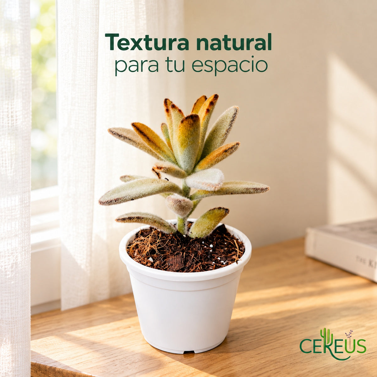 Oreja de gato Kalanchoe tomentosa con macetero blanco