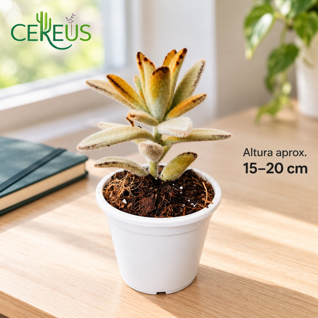 Oreja de gato Kalanchoe tomentosa con macetero blanco