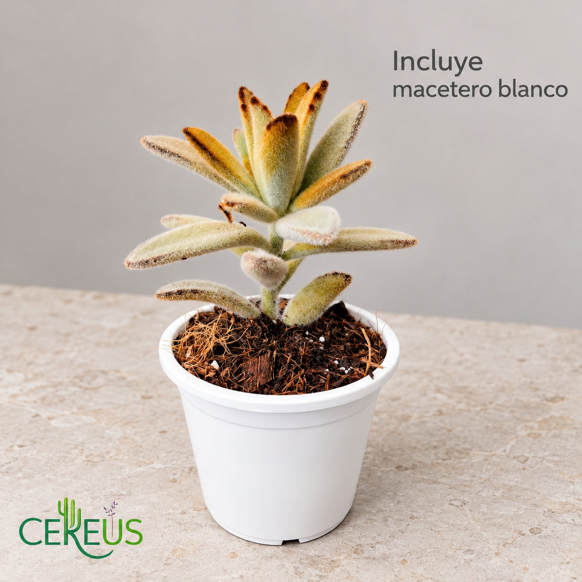 Oreja de gato Kalanchoe tomentosa con macetero blanco
