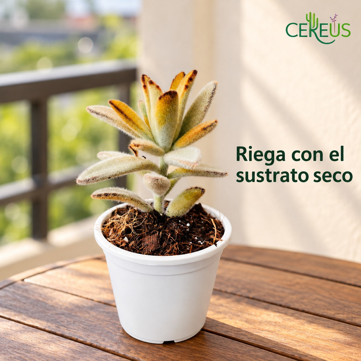 Oreja de gato Kalanchoe tomentosa con macetero blanco