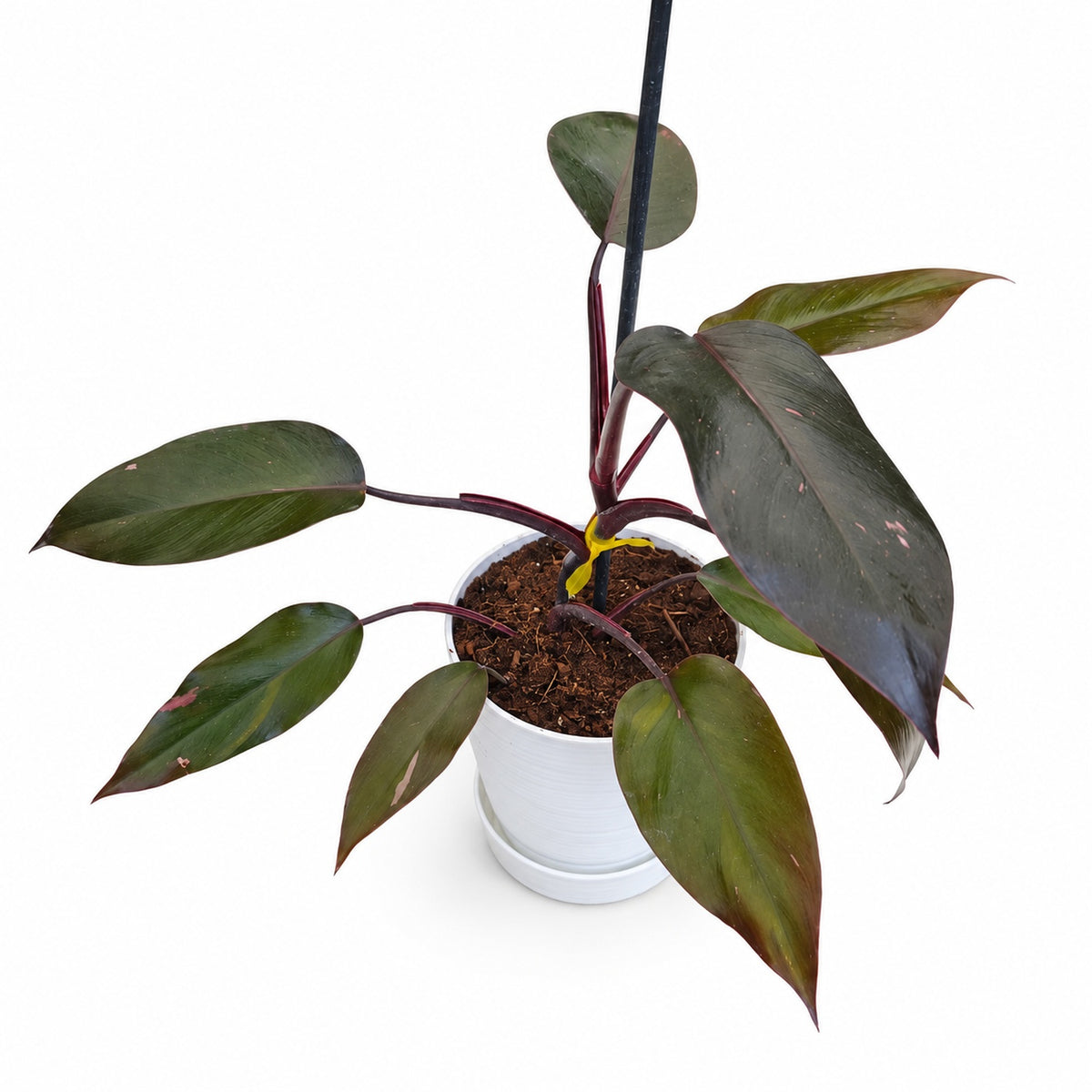 Philodendron Pink Princess de variegación discreta