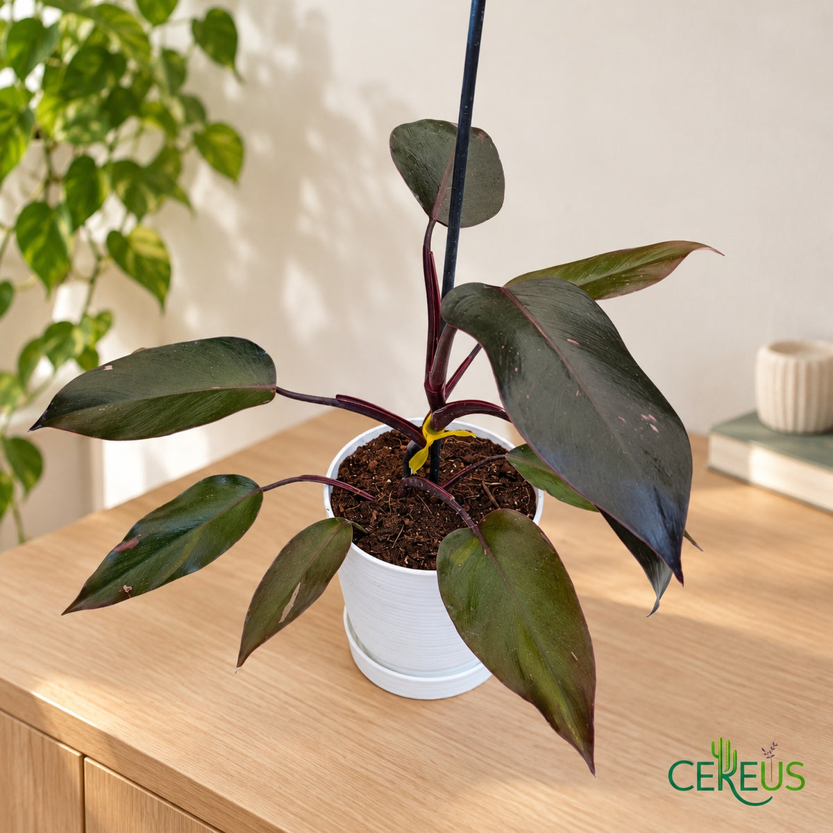 Philodendron Pink Princess de variegación discreta