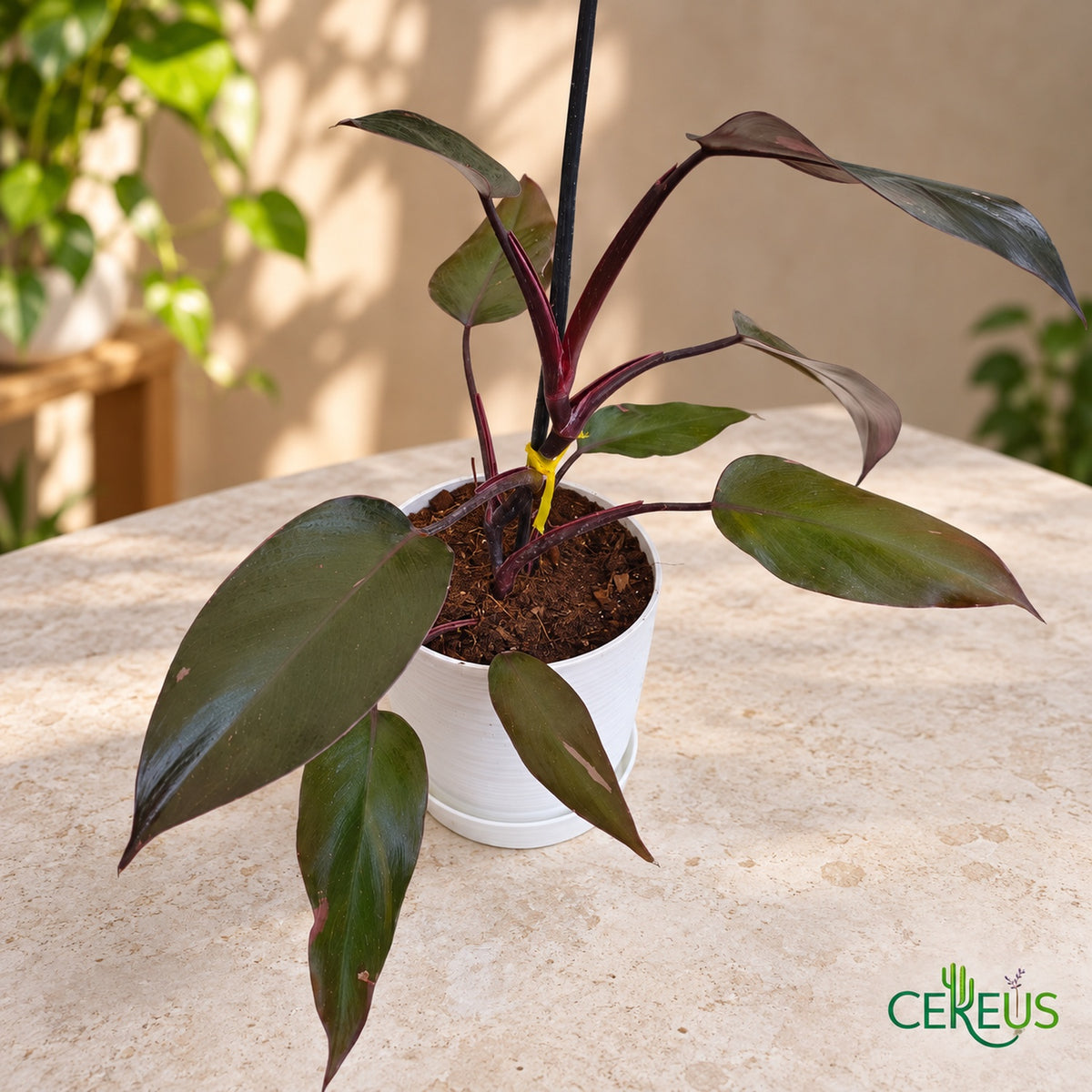 Philodendron Pink Princess de variegación discreta