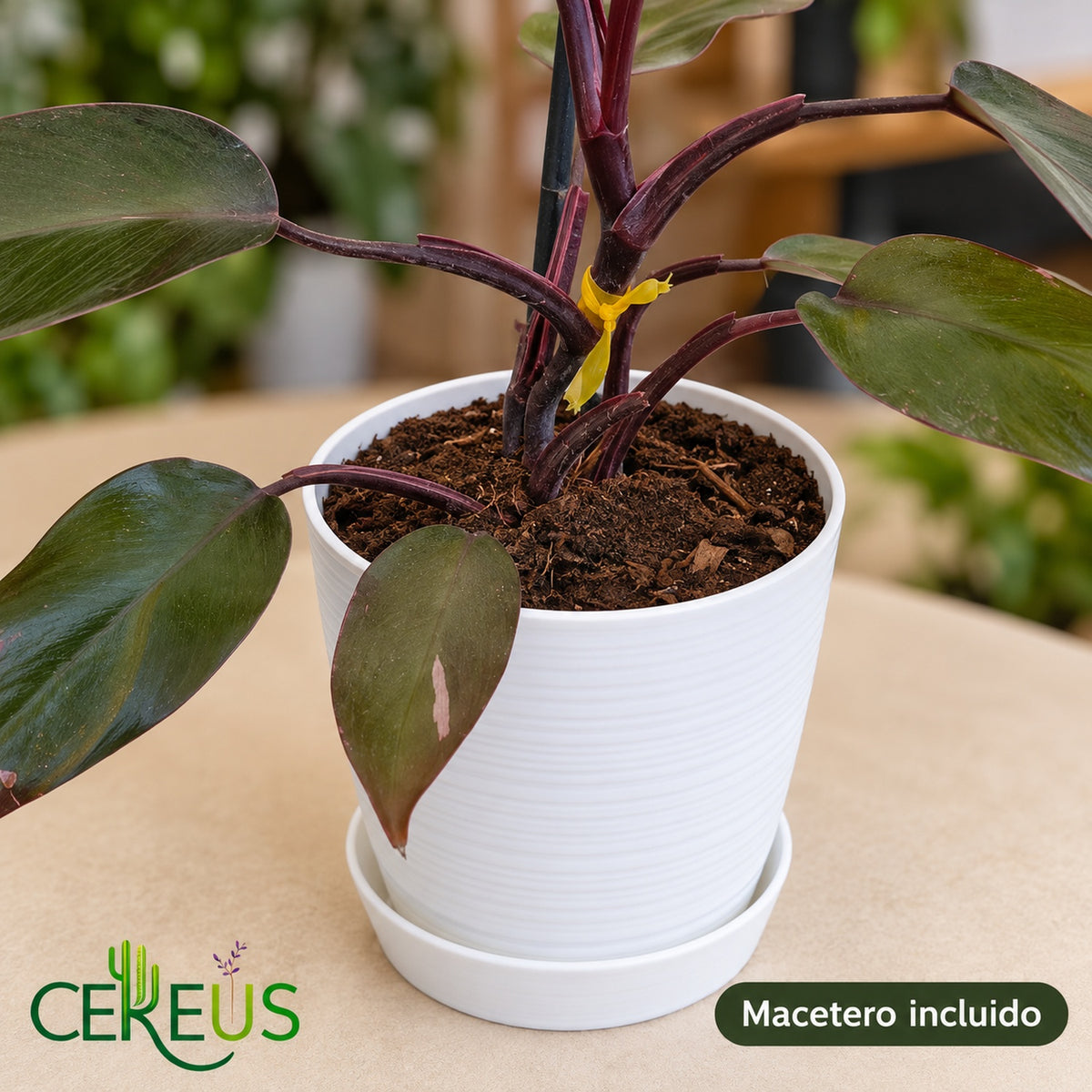 Philodendron Pink Princess de variegación discreta