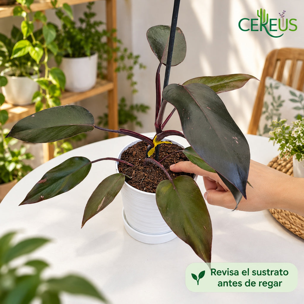 Philodendron Pink Princess de variegación discreta