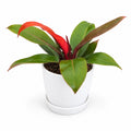 Philodendron Prince of Orange con macetero blanco y plato