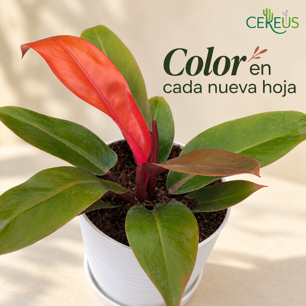 Philodendron Prince of Orange con macetero blanco y plato