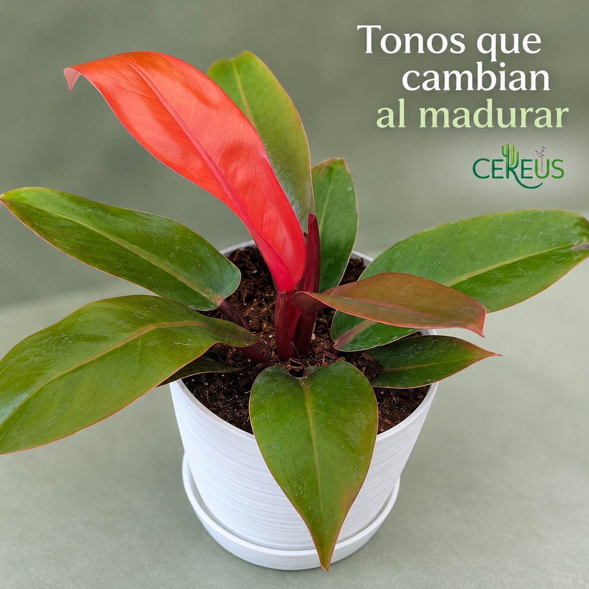 Philodendron Prince of Orange con macetero blanco y plato