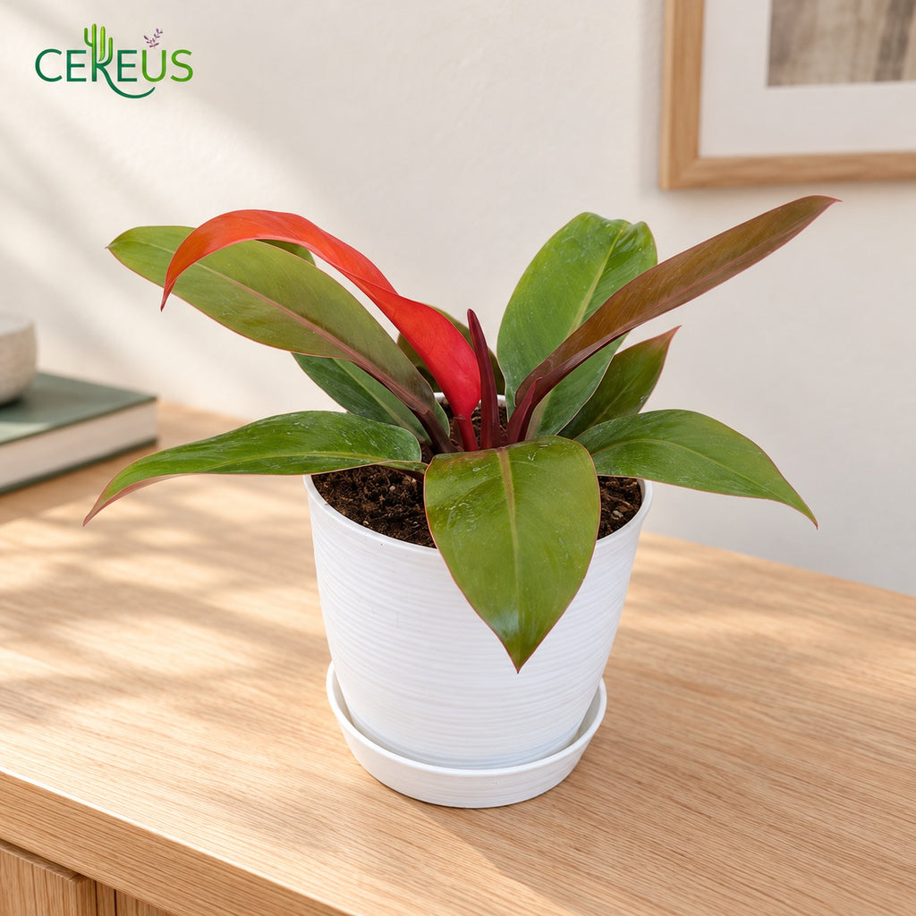 Philodendron Prince of Orange con macetero blanco y plato